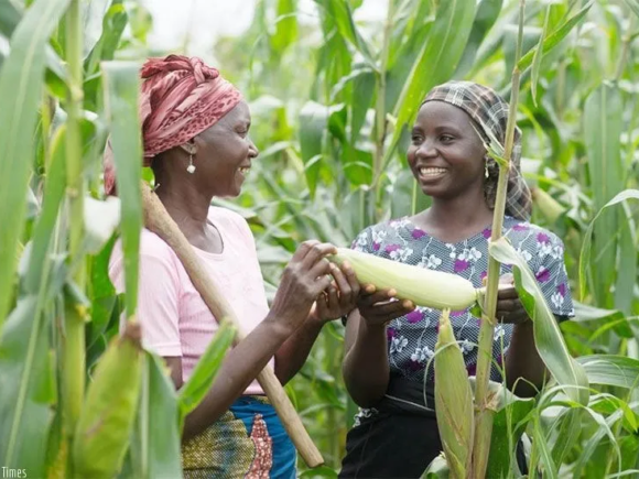 Kelthan Food Industries: Connecting Farmers to Global Markets and Sustainable Practices